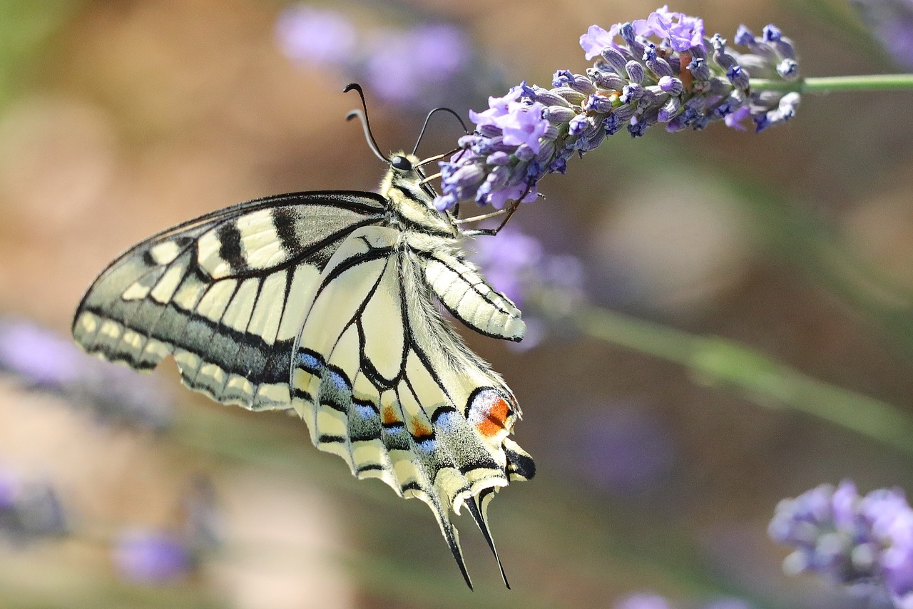 butterfly  blossom  bloom free photo