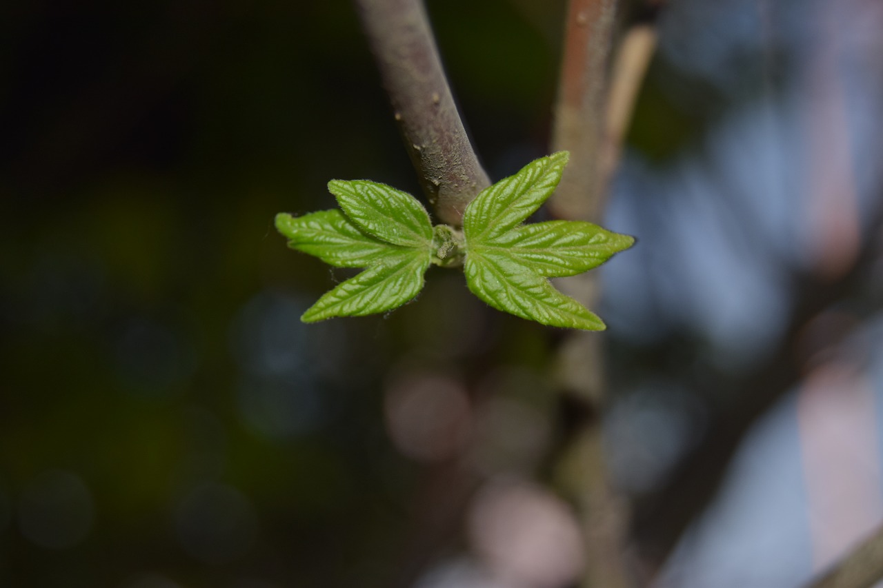 butterfly  green  tree free photo