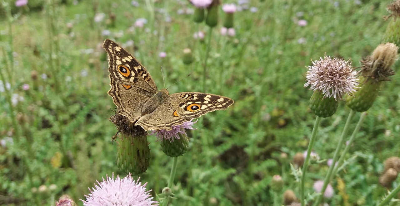 butterfly  insect  small free photo