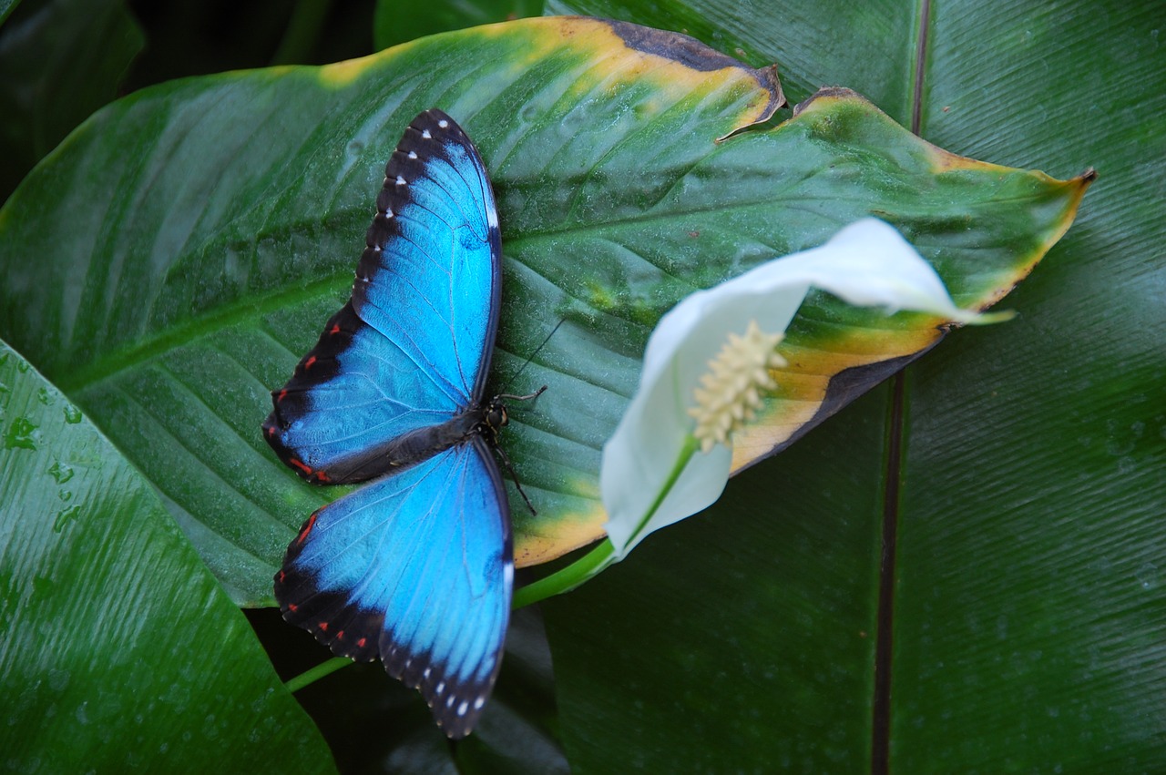 butterfly  blue  insect free photo