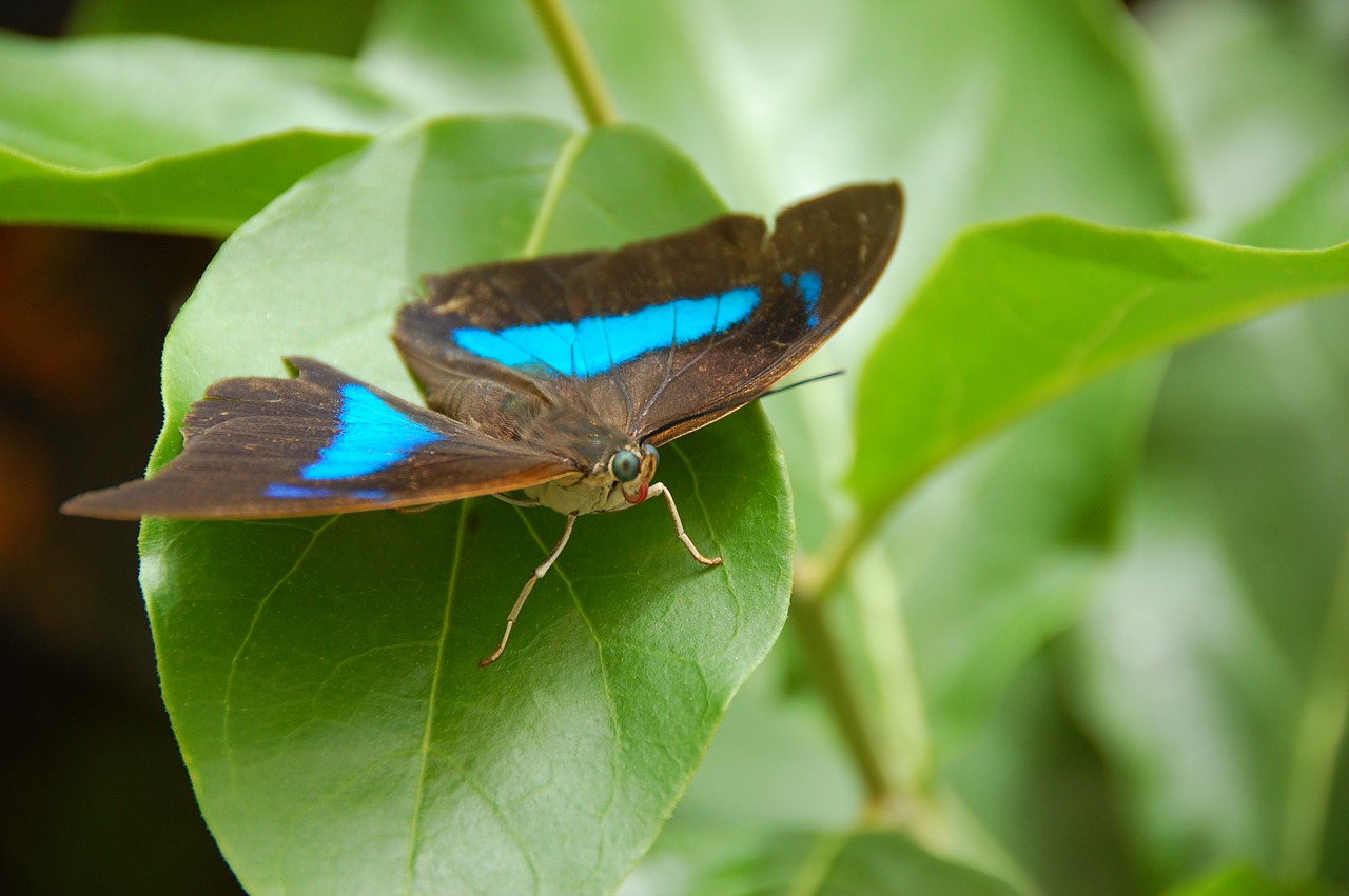 butterfly  blue  insect free photo