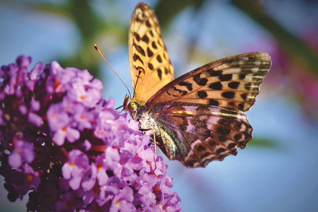 butterfly  butterflies  flight insect free photo