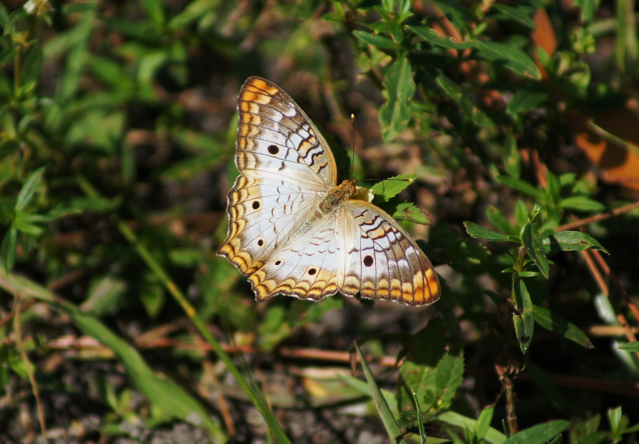 butterfly  wing span  exotic free photo