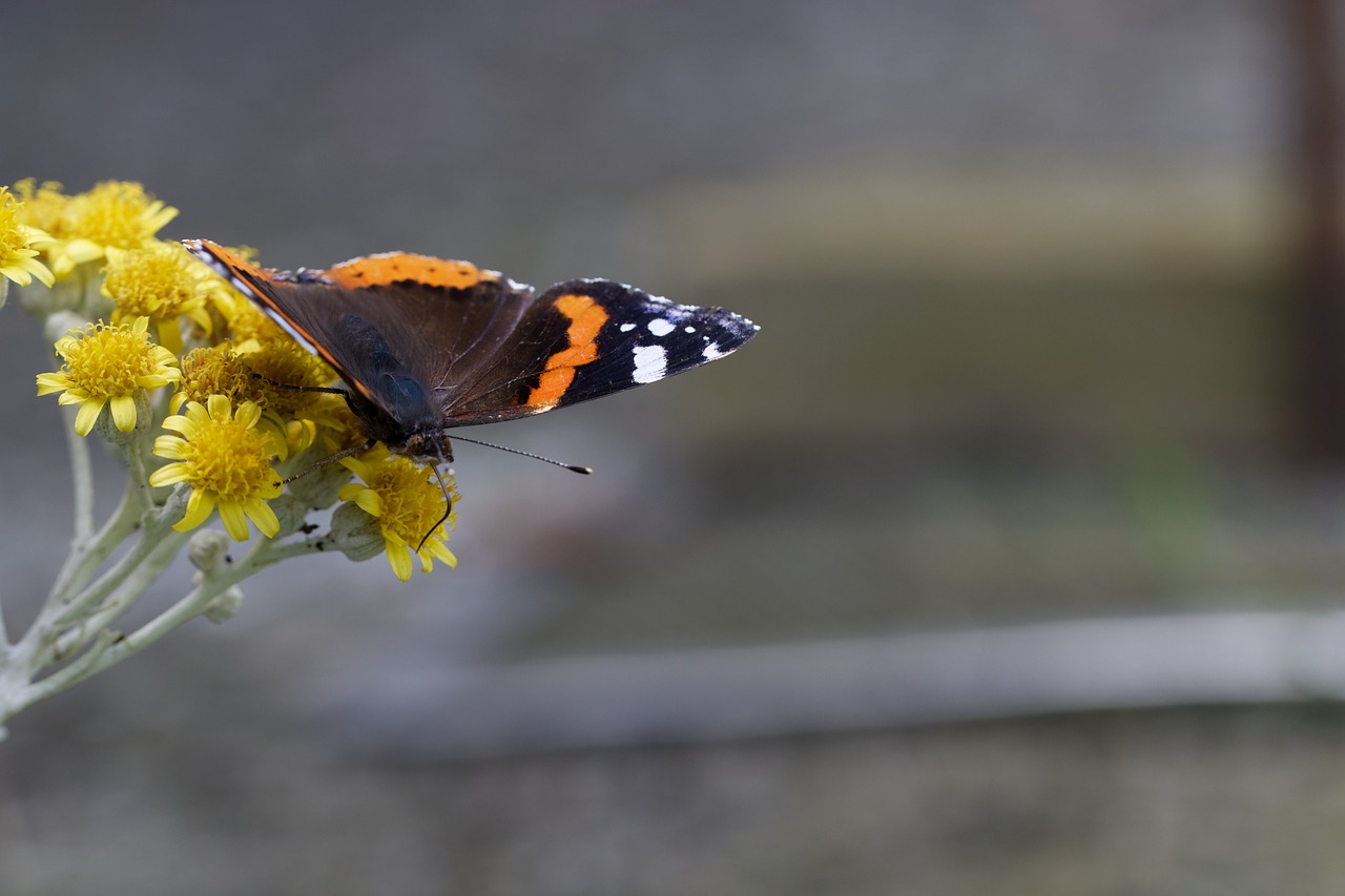 butterfly  nature  summer free photo