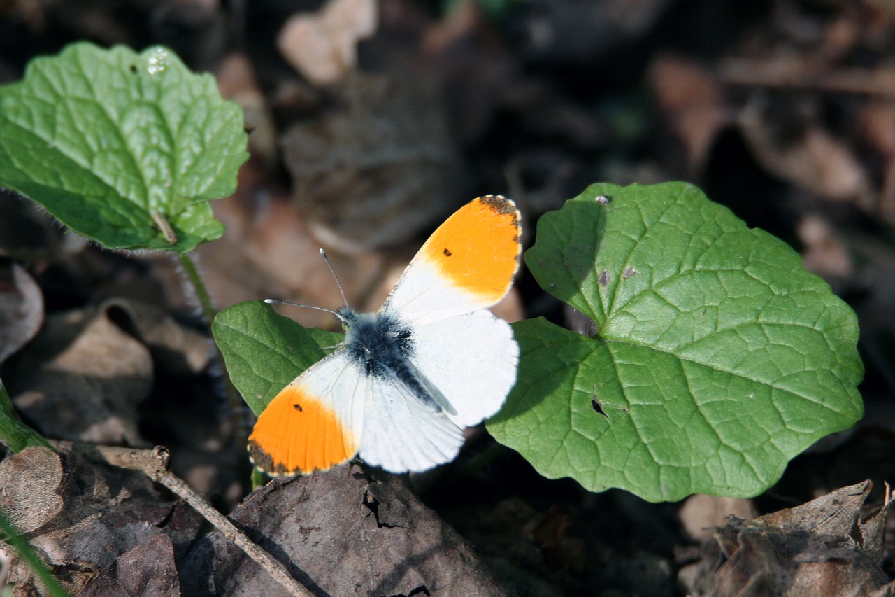 butterfly  aurora  wings free photo