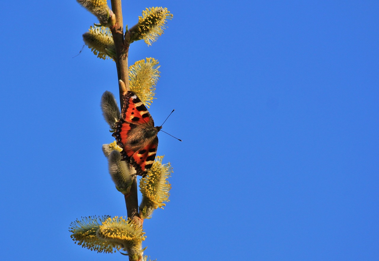 butterfly little fox insect free photo