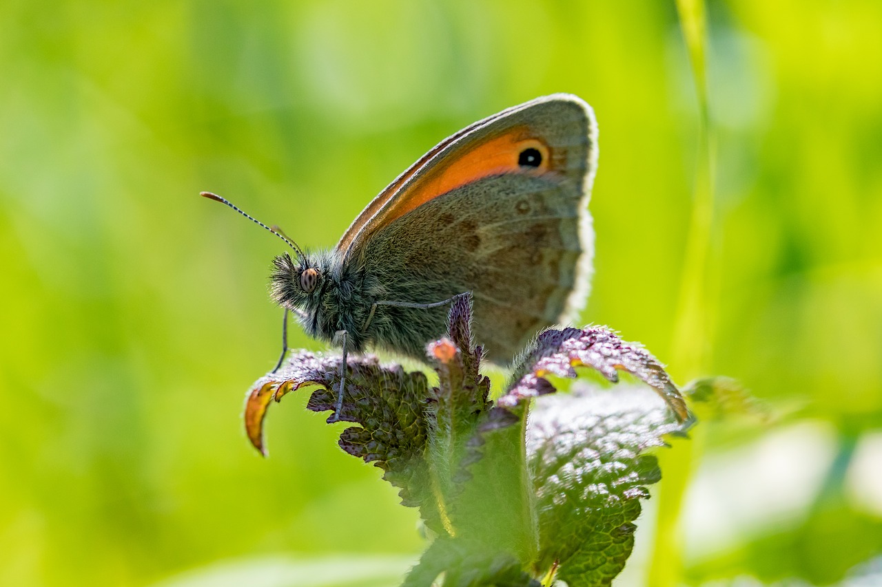 butterfly  insect  nature free photo