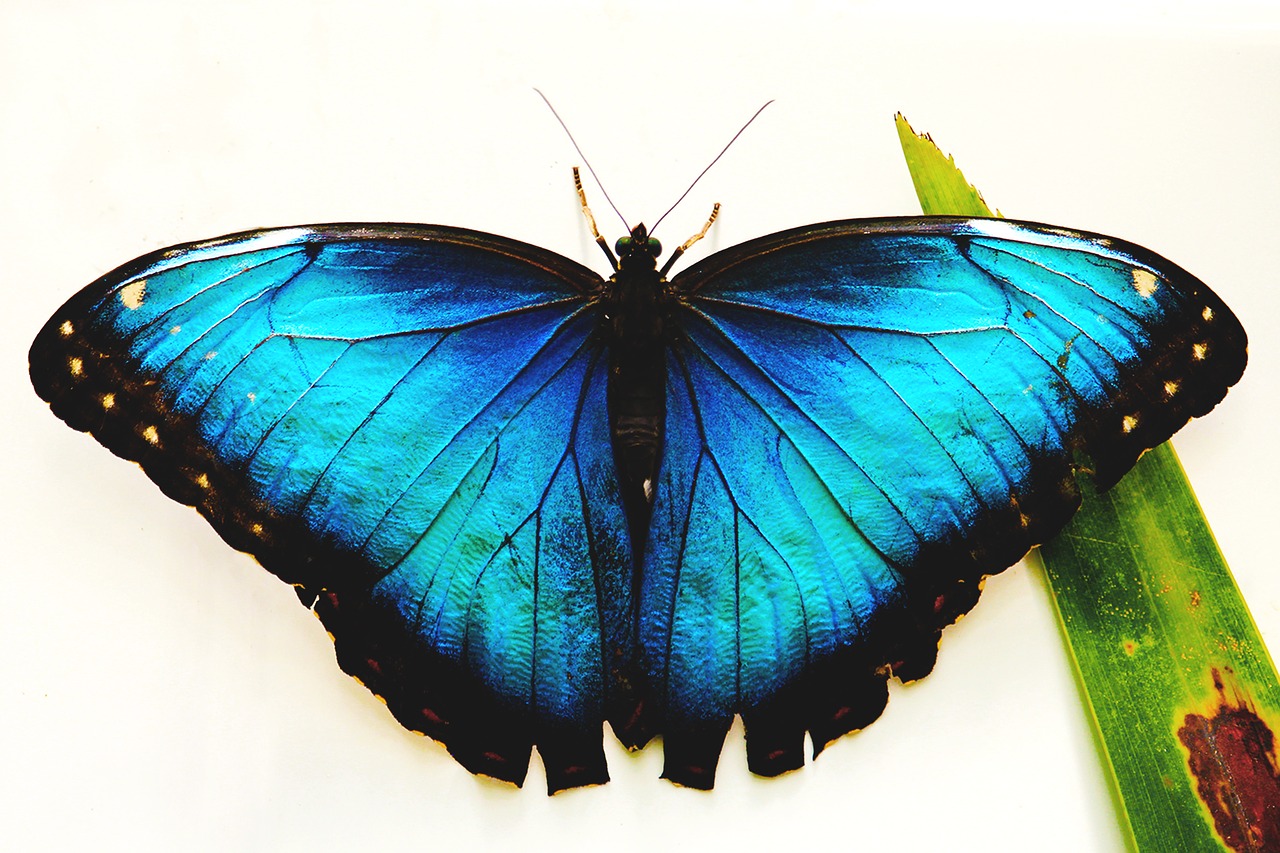 butterfly  blue  insects free photo