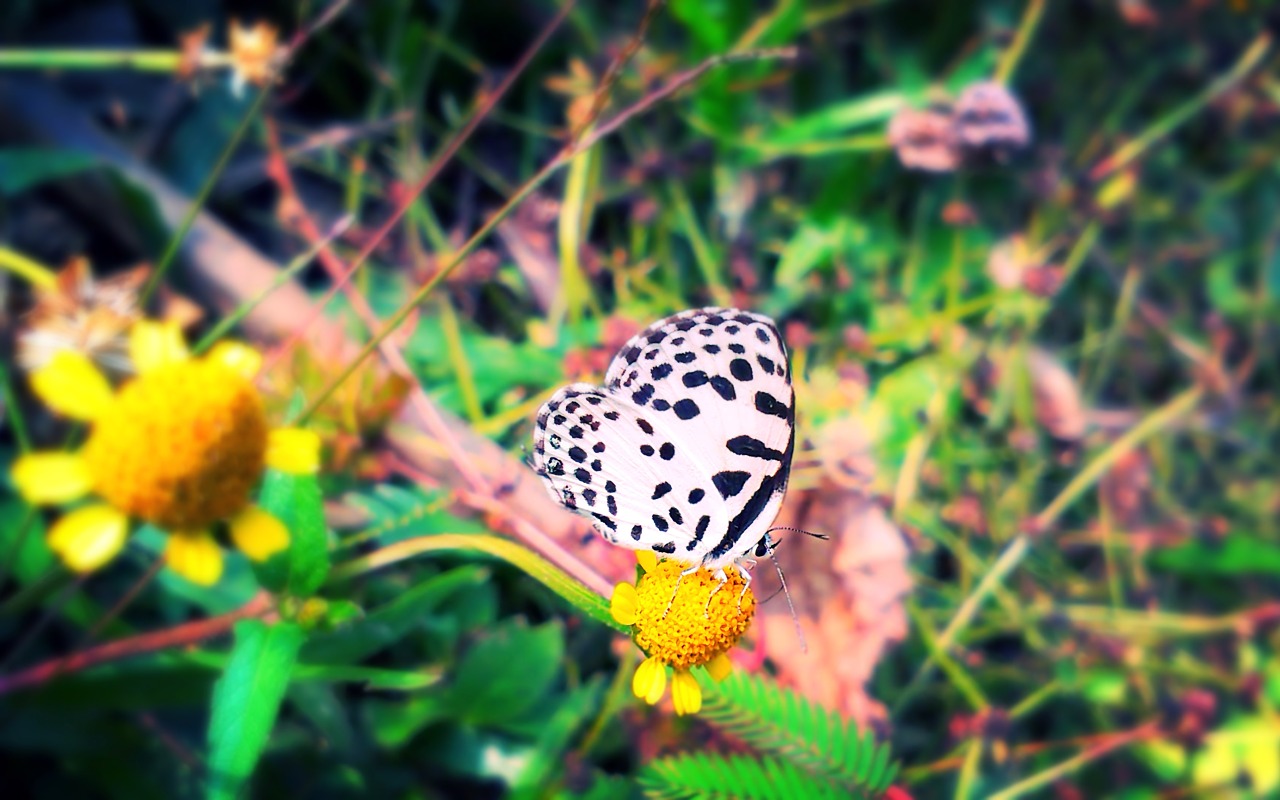 butterfly flower nature free photo