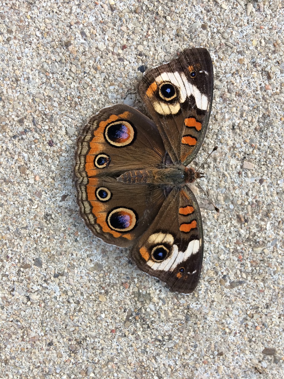 butterfly  summer  nature free photo