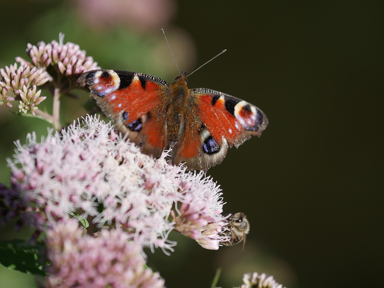 butterfly  bad laer in the summer  flower meadow free photo