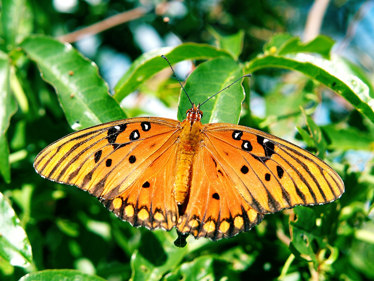 butterfly animal nature free photo