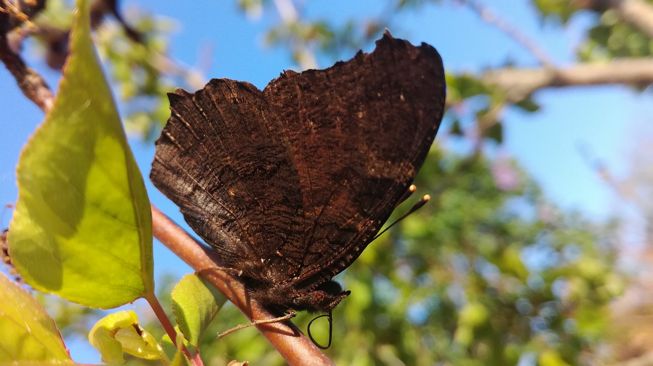 butterfly  tree  nature free photo