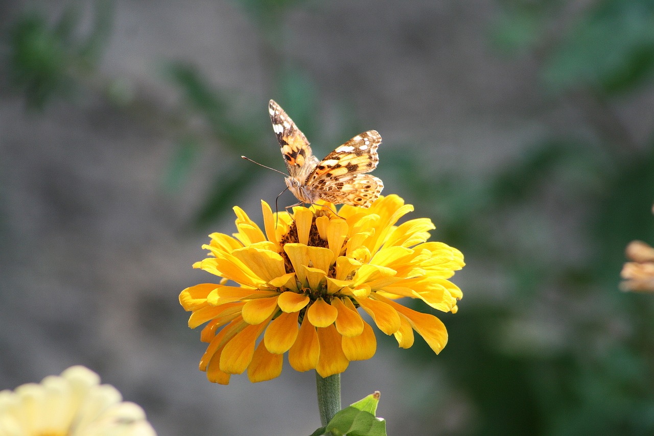 butterfly  garden  insect free photo