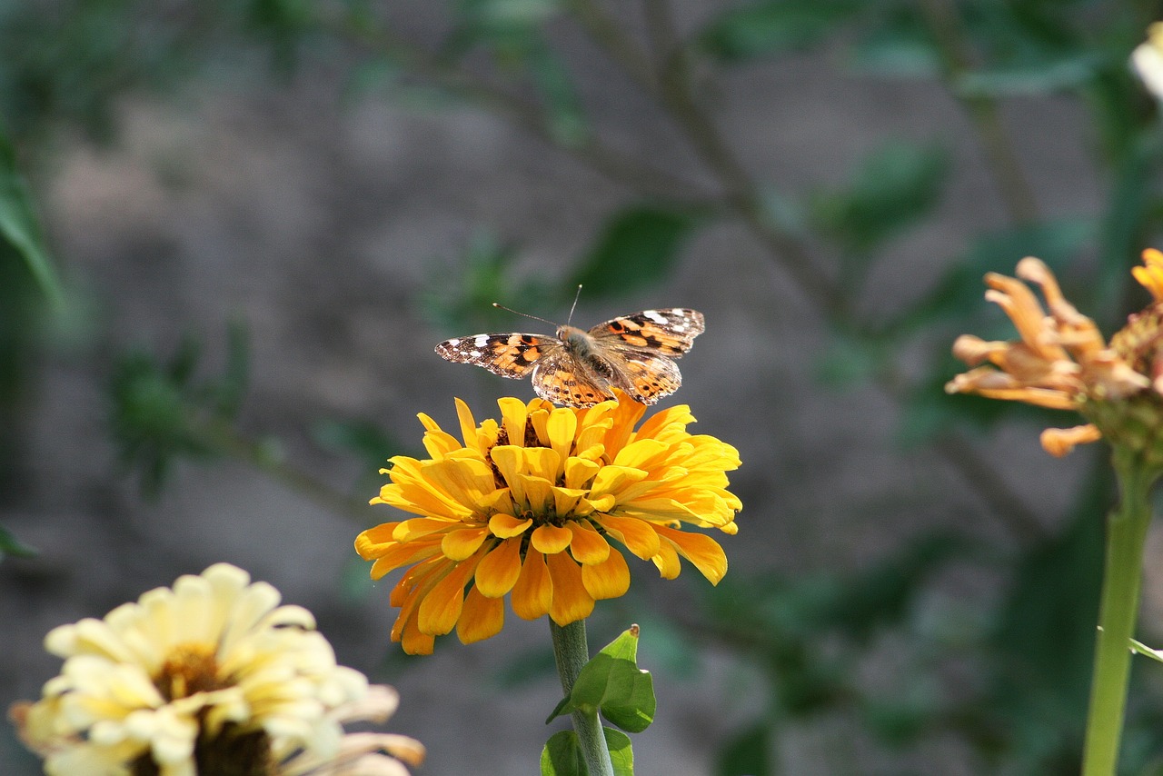 butterfly  garden  insect free photo