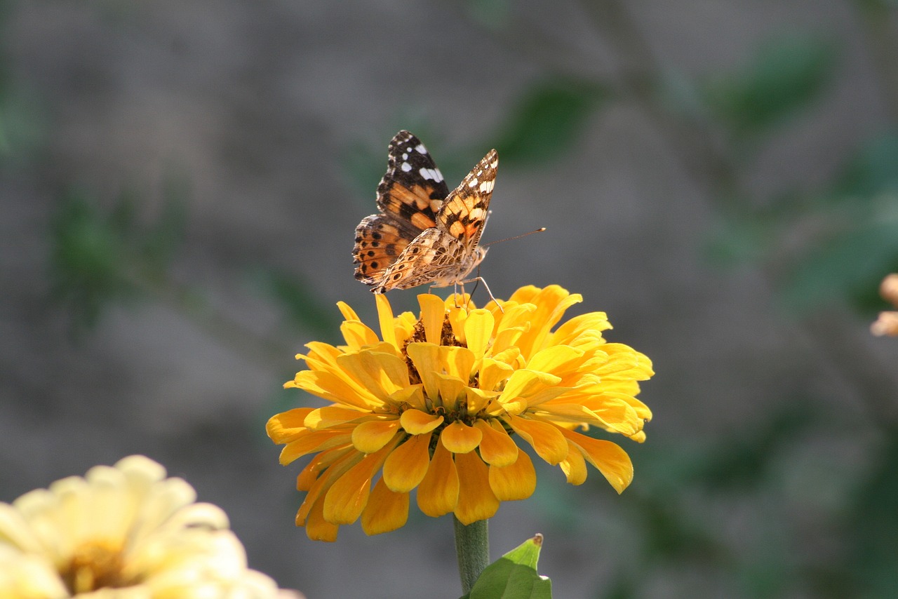 butterfly  garden  insect free photo