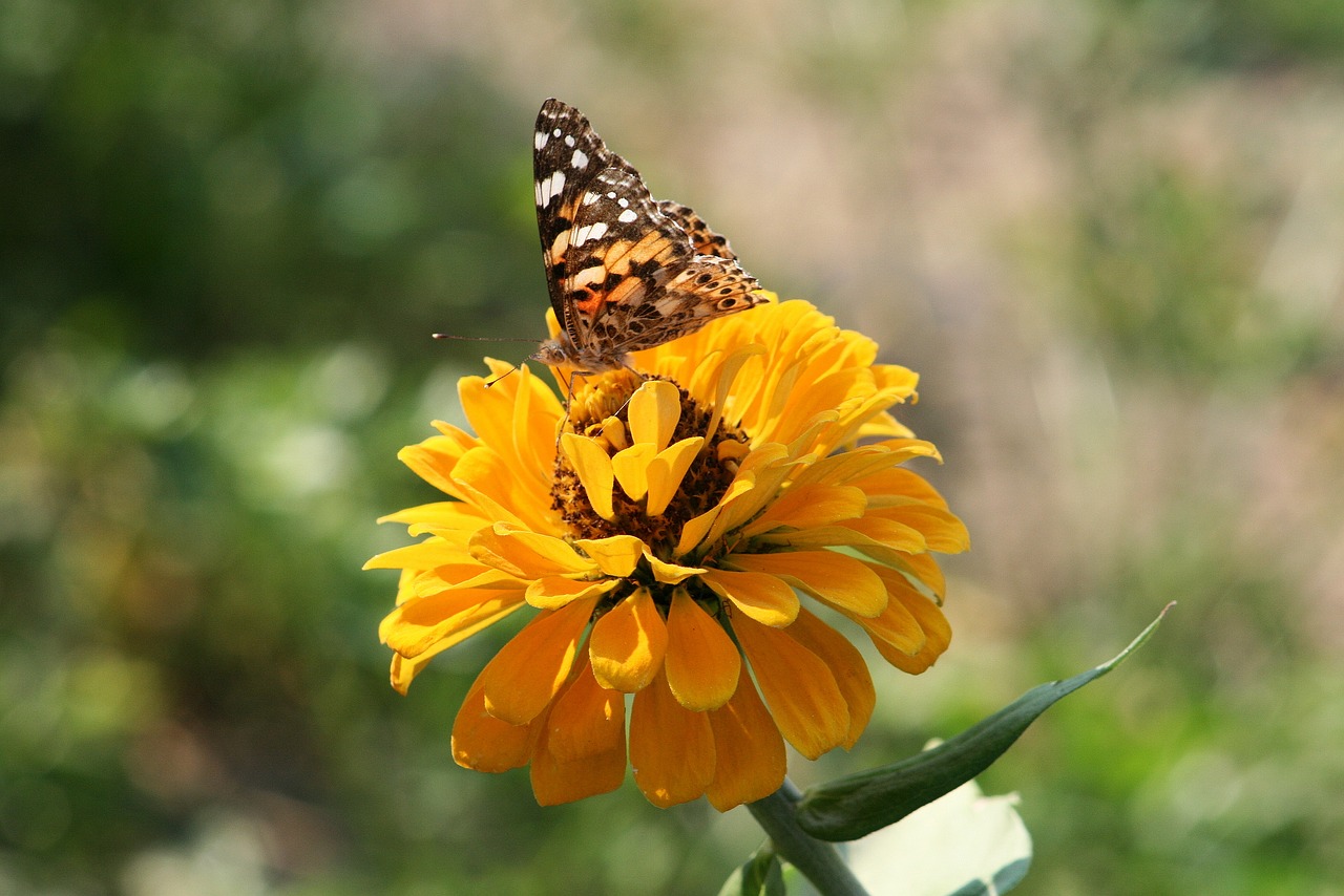 butterfly  garden  insect free photo