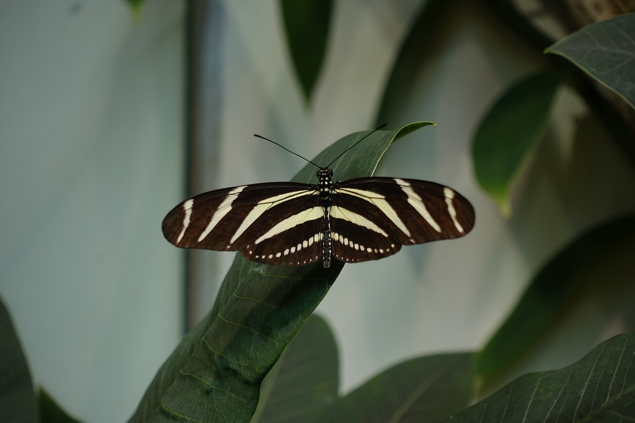 butterfly  longwing  black free photo