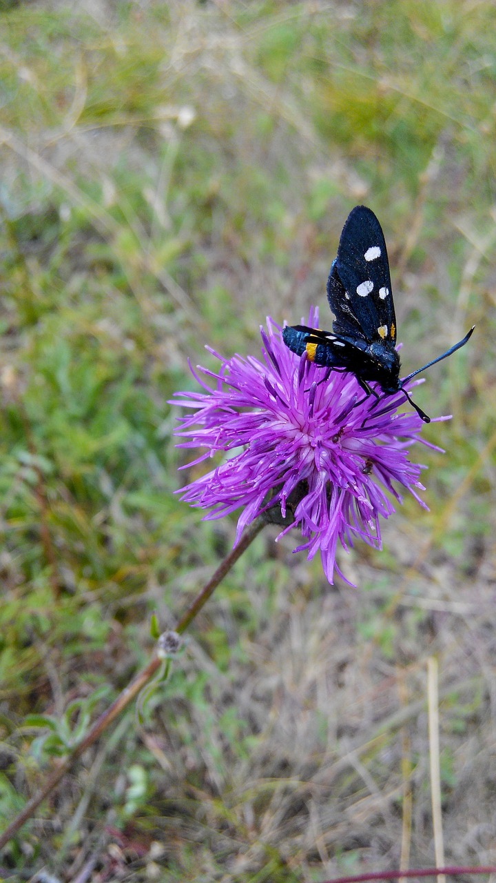 butterfly flower purple free photo