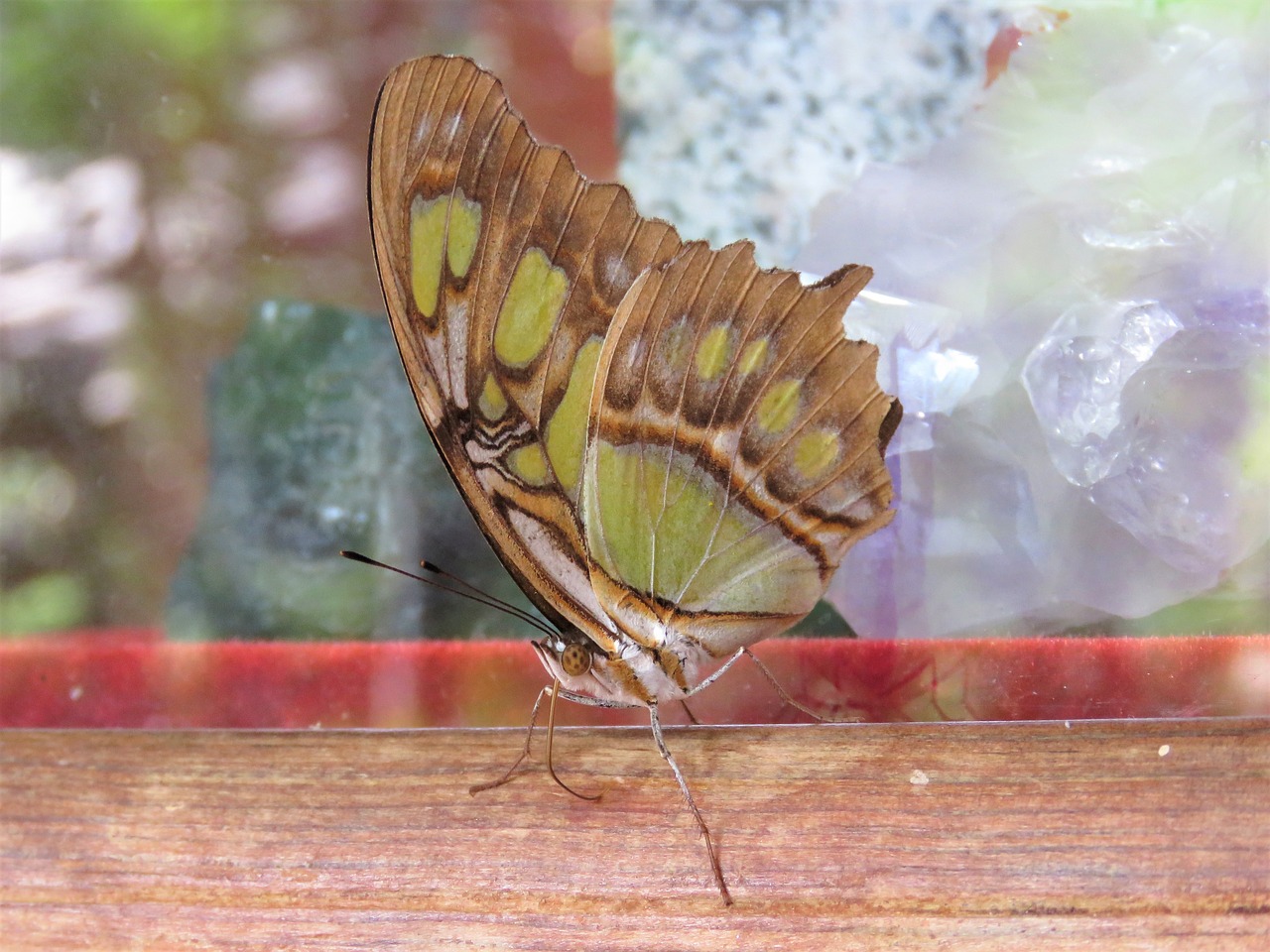 butterfly  closeup  insect free photo