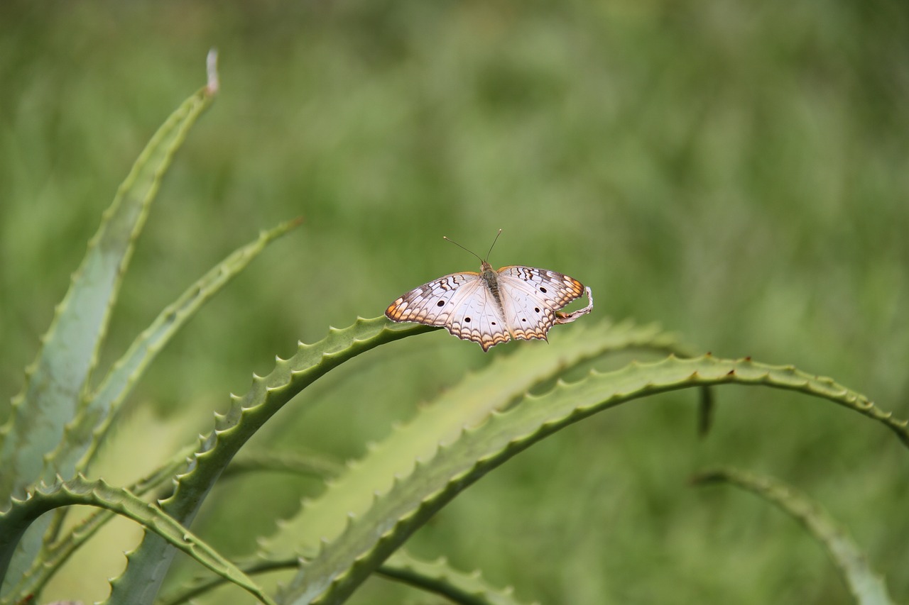 butterfly  botanical garden  nature free photo