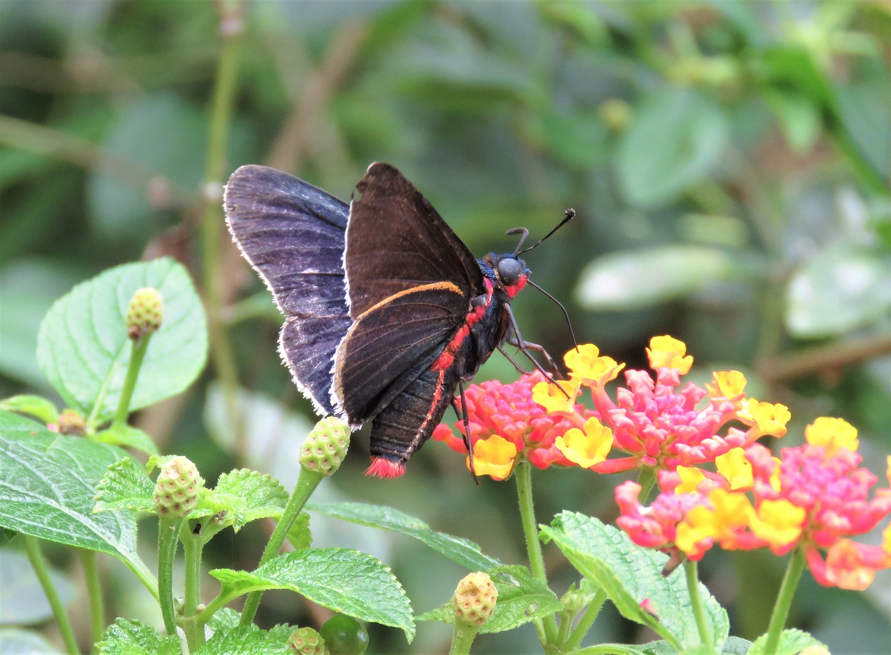 butterfly  insect  nature free photo