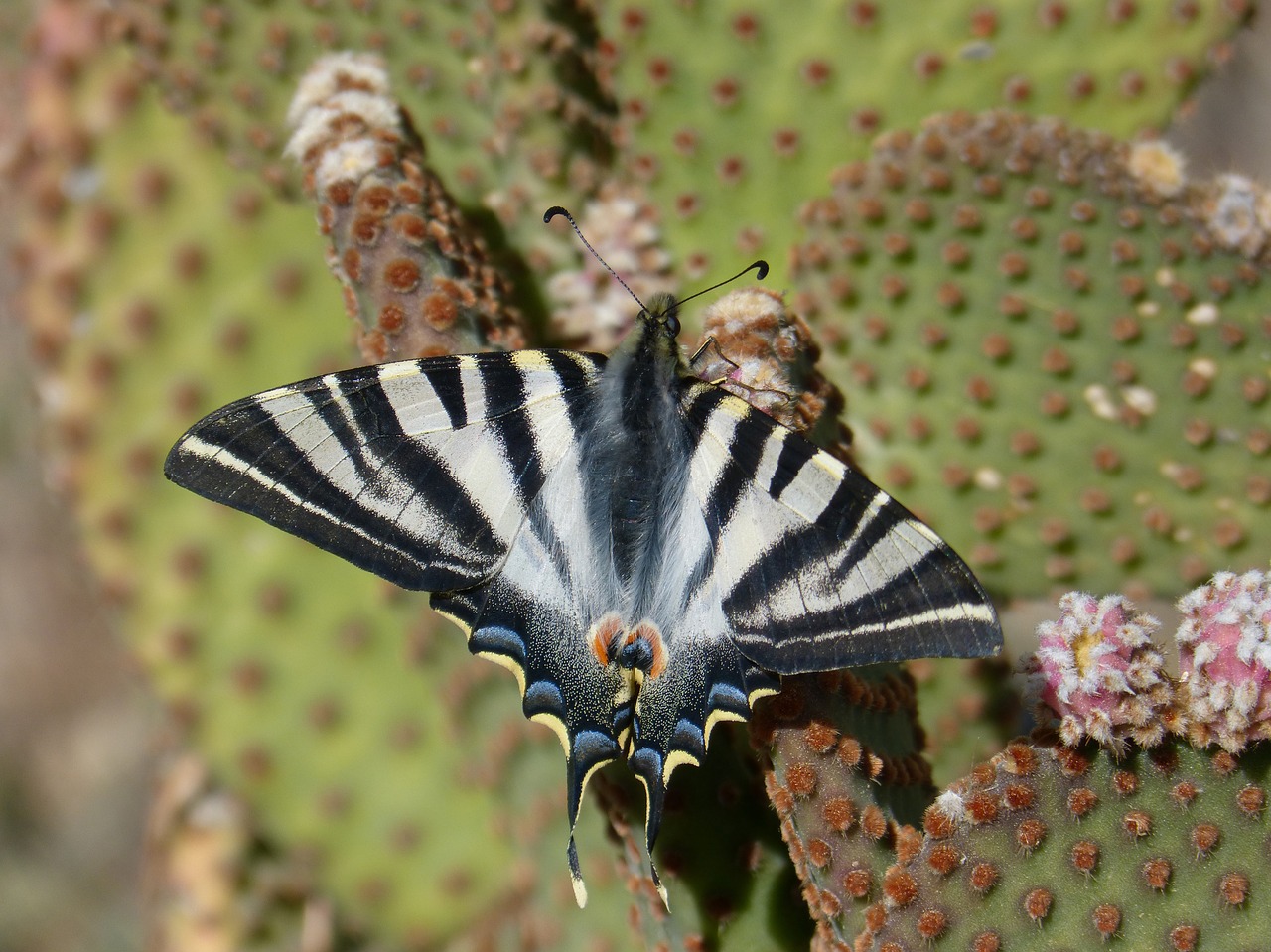 butterfly  butterfly cebrada  beauty free photo