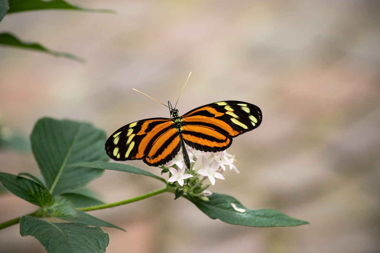 butterfly  butterflies  insect free photo