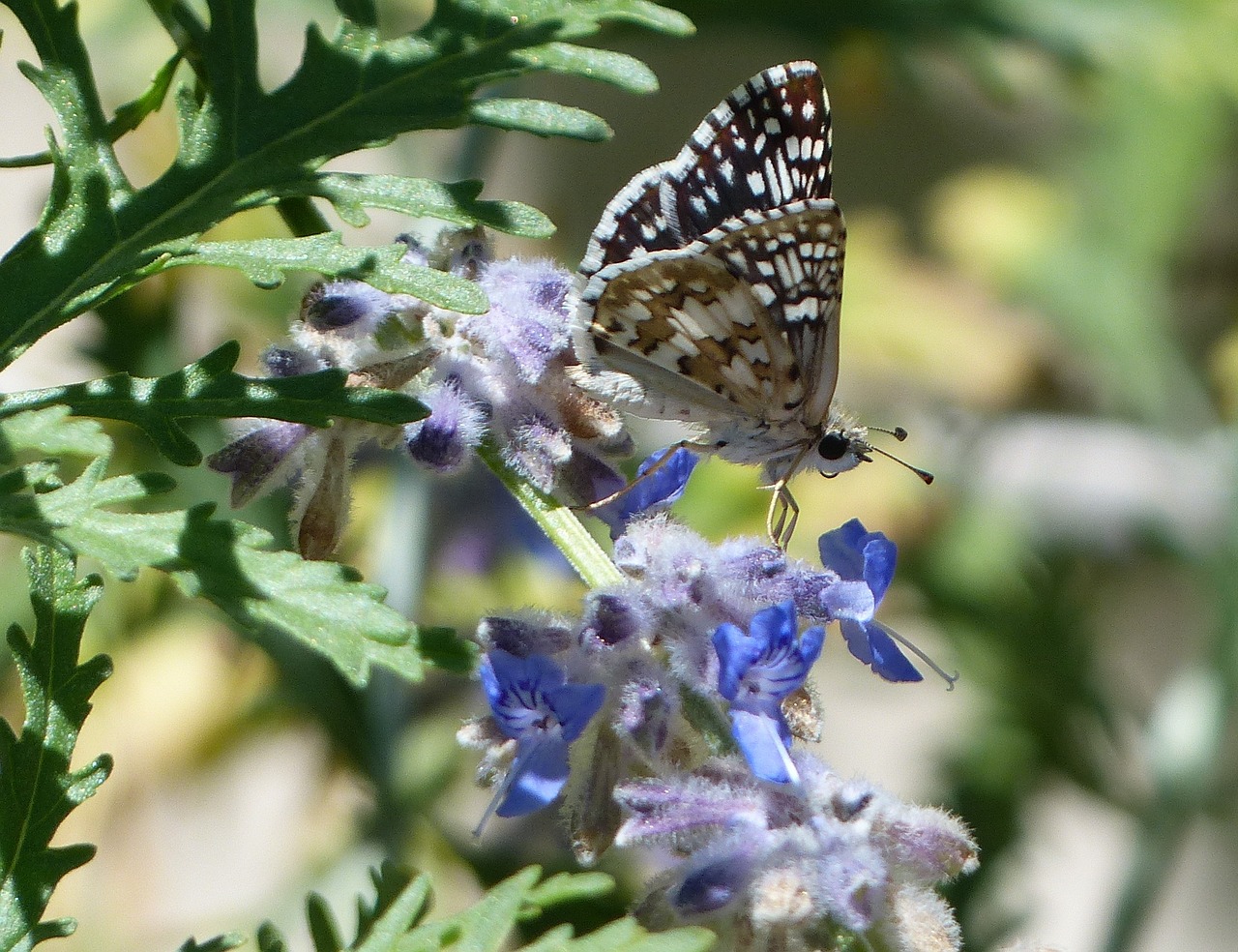 butterfly flowers plants free photo