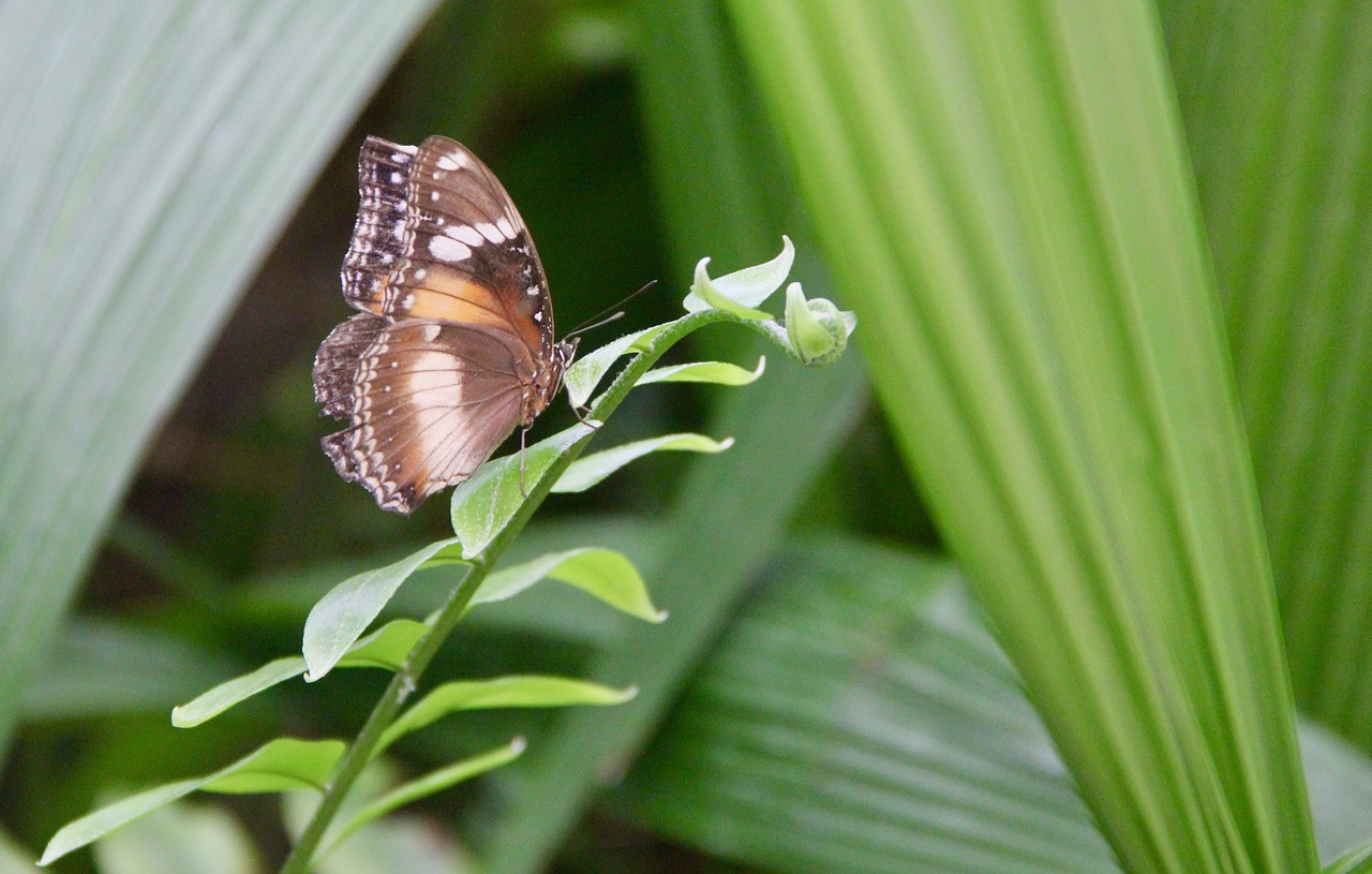 butterfly  rain forest  wings free photo