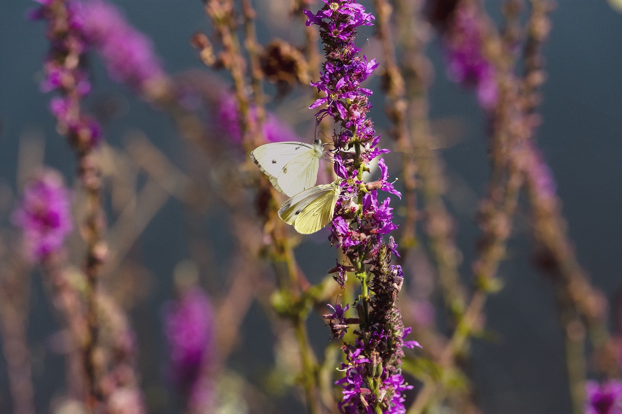 butterfly  nature  insect free photo