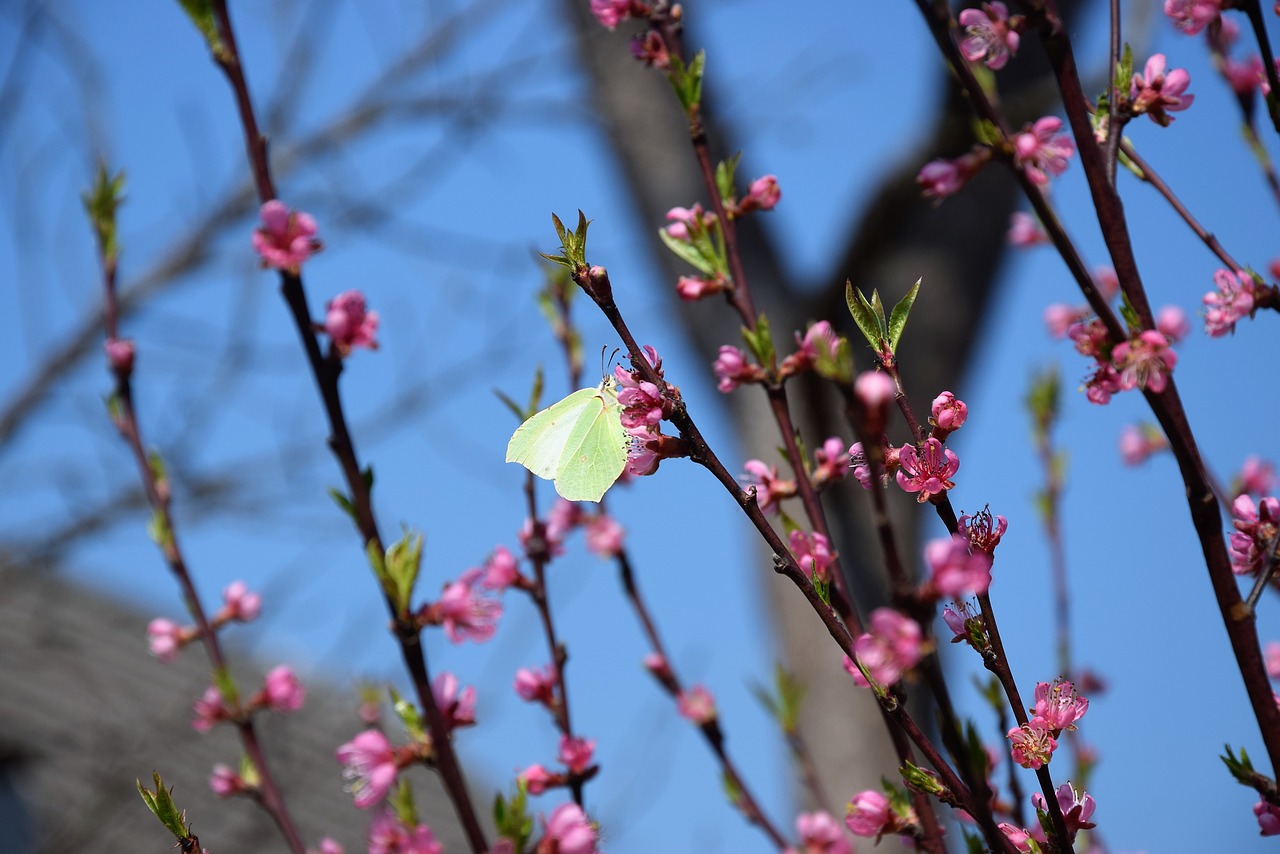 butterfly  flower  spring free photo