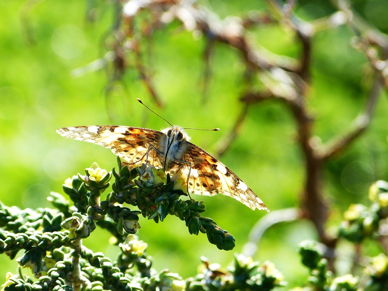 butterfly  nature  green free photo