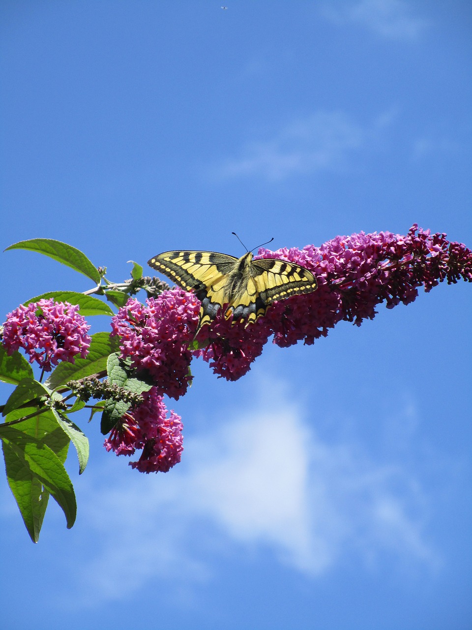 butterfly  lilac  summer free photo