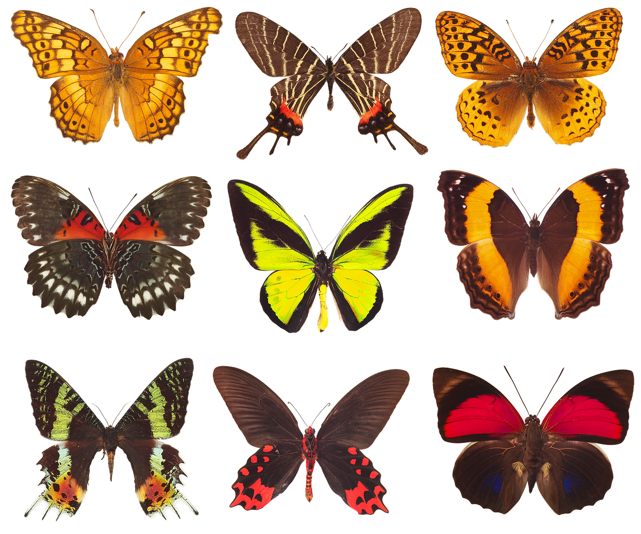 butterfly  collection of butterflies  wings free photo