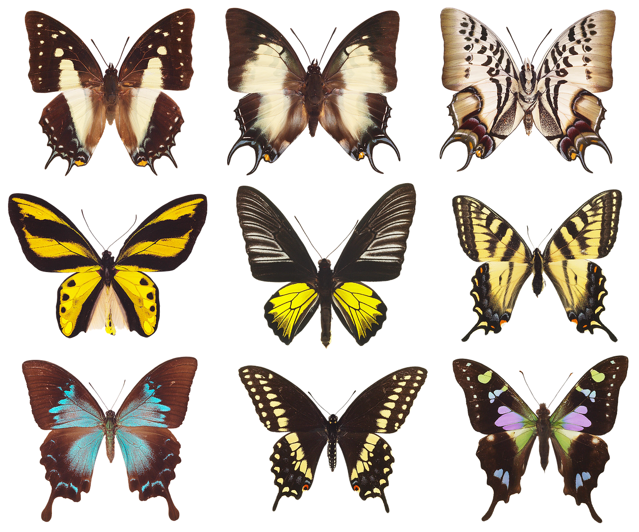 butterfly  collection of butterflies  wings free photo