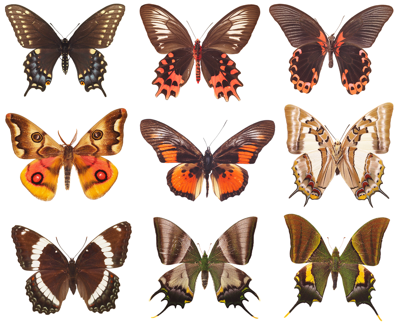 butterfly  collection of butterflies  wings free photo