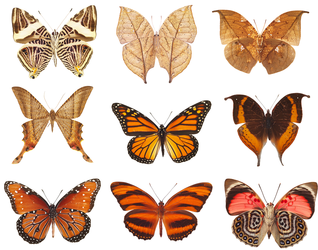 butterfly  collection of butterflies  wings free photo