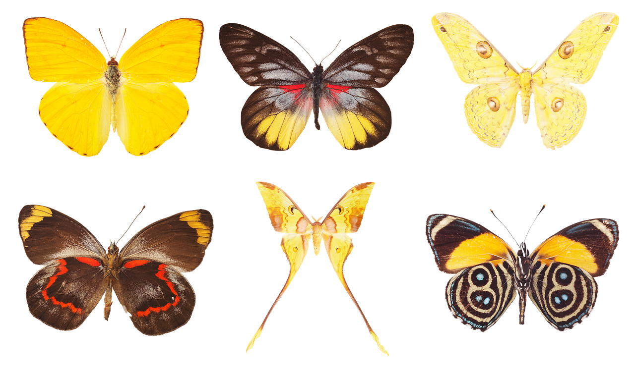 butterfly  collection of butterflies  wings free photo