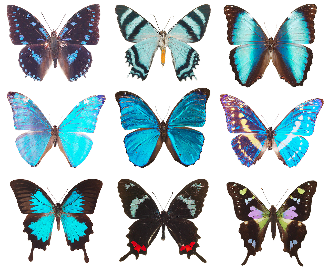 butterfly  collection of butterflies  wings free photo