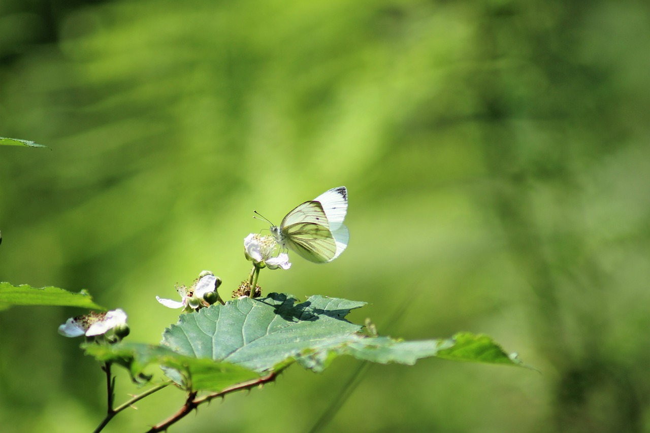 butterfly  nature  summer free photo