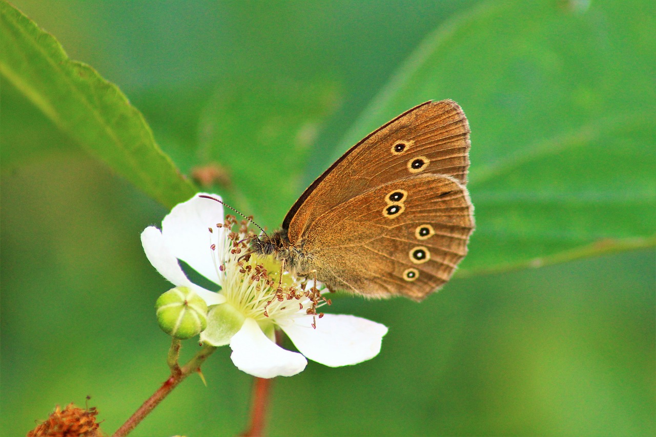 butterfly  nature  summer free photo