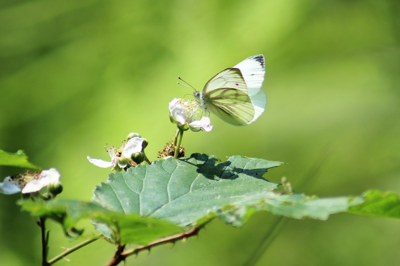 butterfly  nature  flower free photo