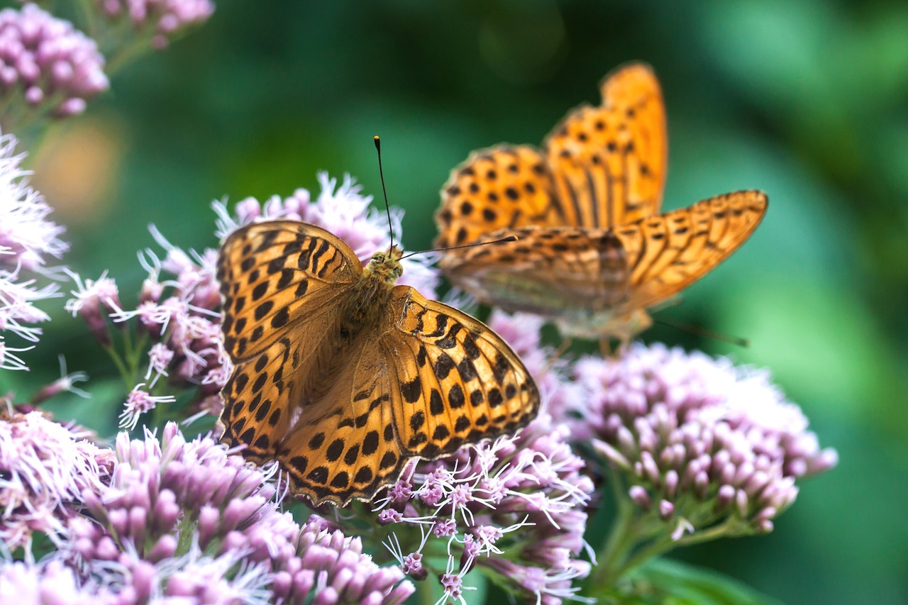 butterfly  butterflies  insect free photo