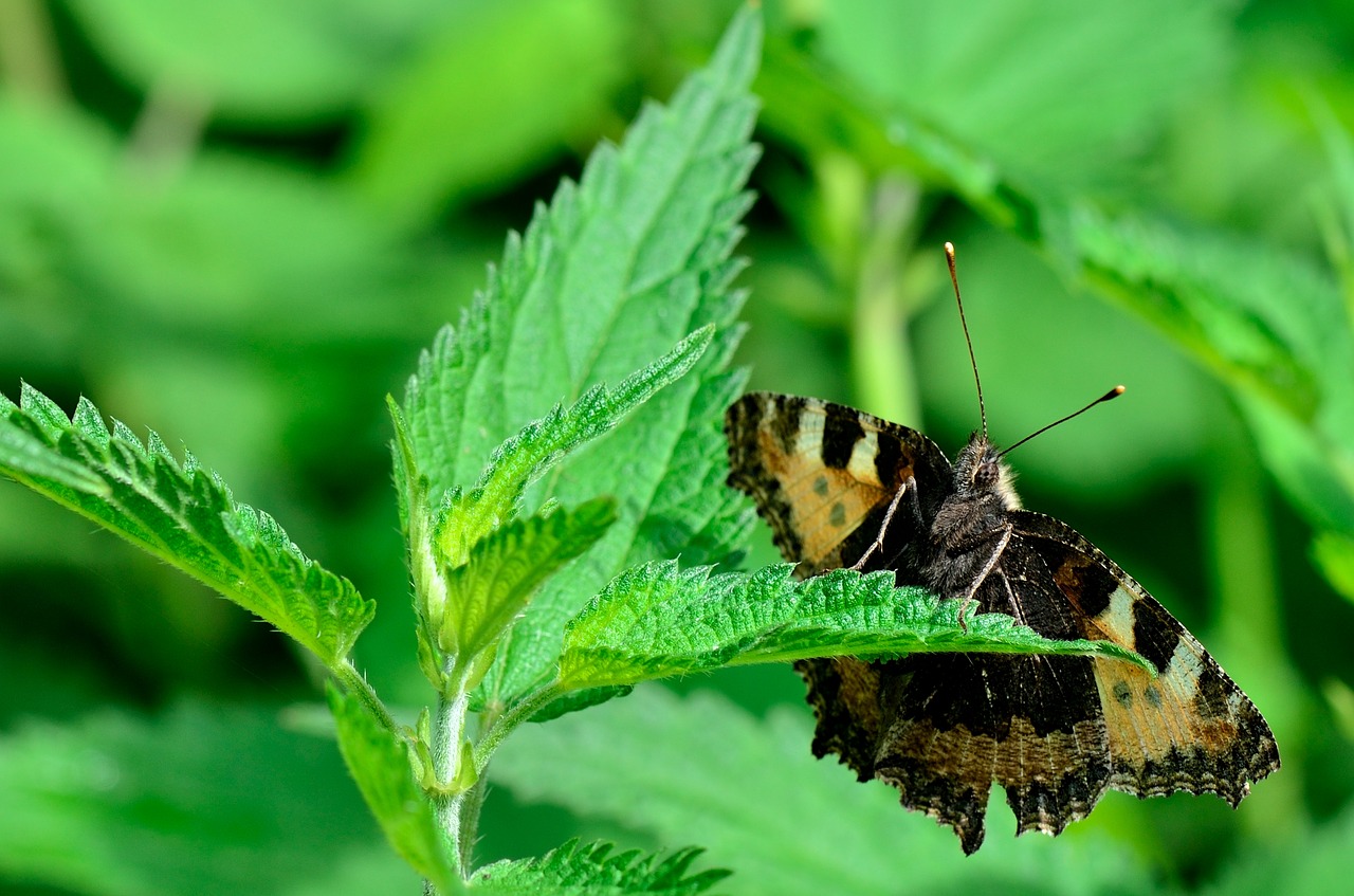 butterfly  summer  nature free photo