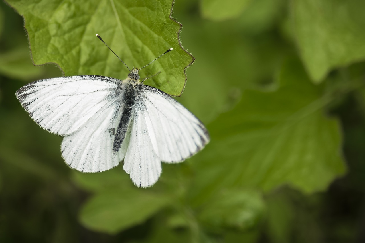 butterfly  green  insect free photo