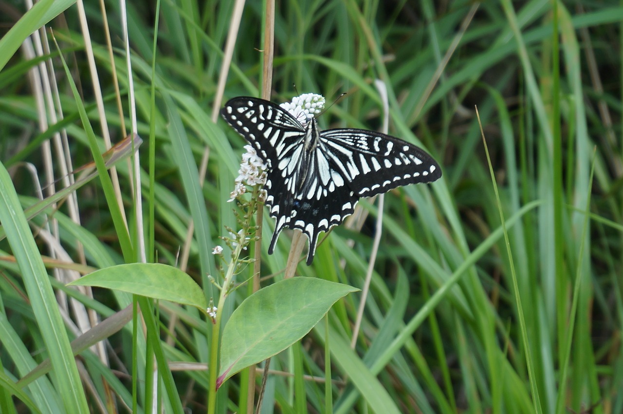 butterfly  nature  insect free photo