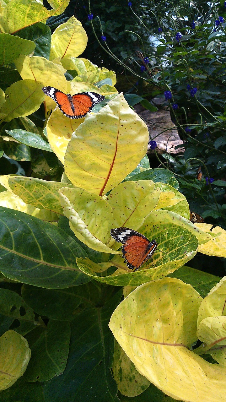 butterfly  observatory  plants free photo
