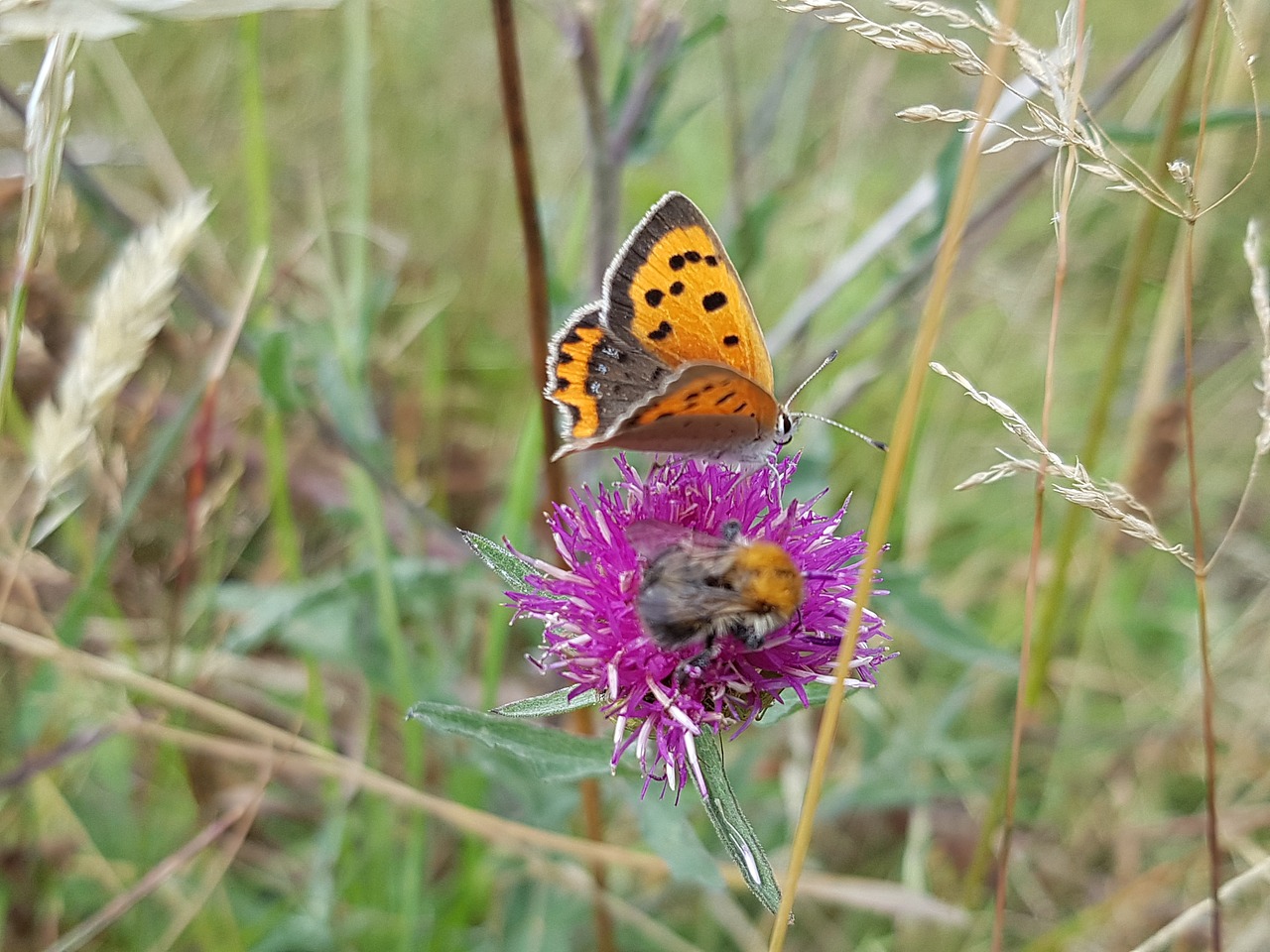butterfly  bumblebee  knapweed free photo