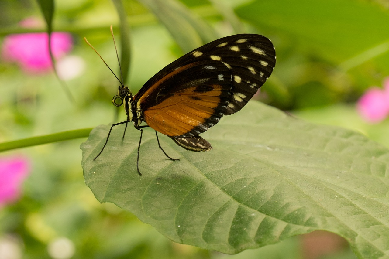 butterfly  brown  black free photo